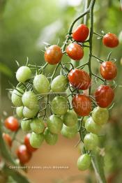 Image du Maroc Professionnelle de  Avec l'introduction des cultures sous abris serres, la région de Dakhla est devenue en très peu de temps célèbre pour ces productions de fruits et légumes destinés à l’export.  Sous d’immenses serres, la production des tomates en grappes bénéficie d’un climat phénoménalement ensoleillé, tempéré et régulier, Mardi 21 Novembre 2006. (Photo / Abdeljalil Bounhar)